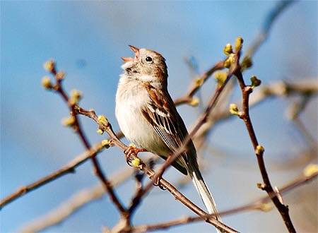 Field Sparrow singing by Billtacular is licensed under CC BY-NC-ND 2.0.
